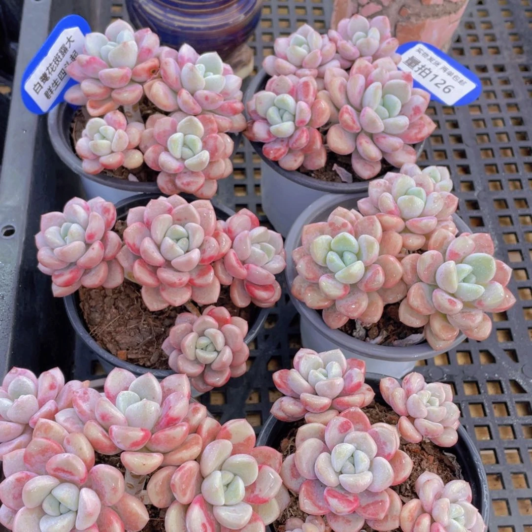 量拍126号 白鹭花斑露大群生四头起一个