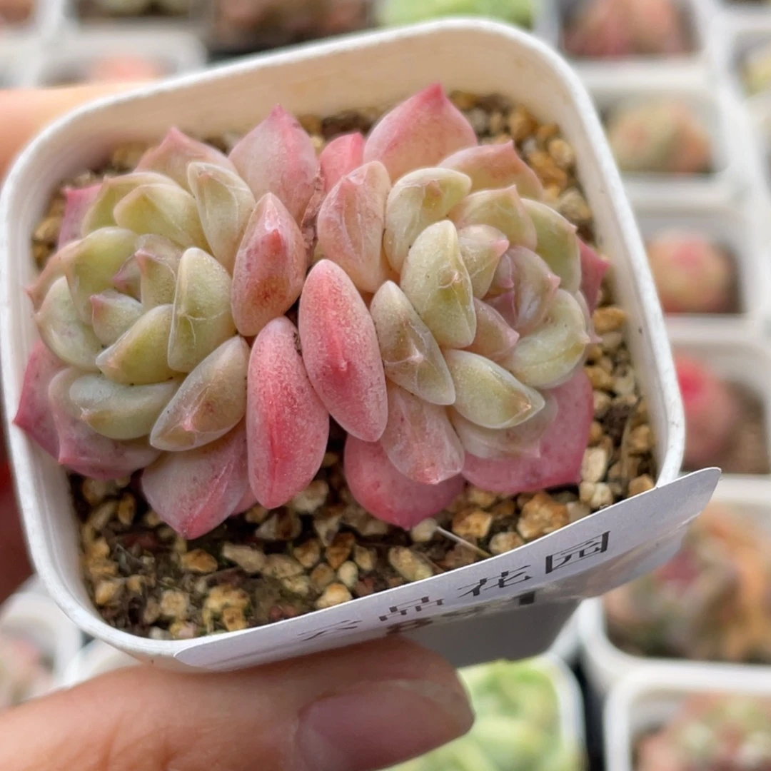 891号糖心冰心珍妮