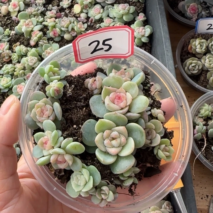 25绝绝子多肉两颗