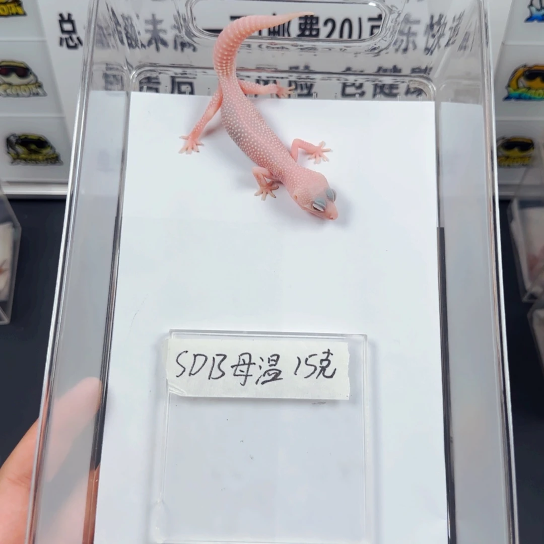 豹纹守宫雪花恶魔白酒母温