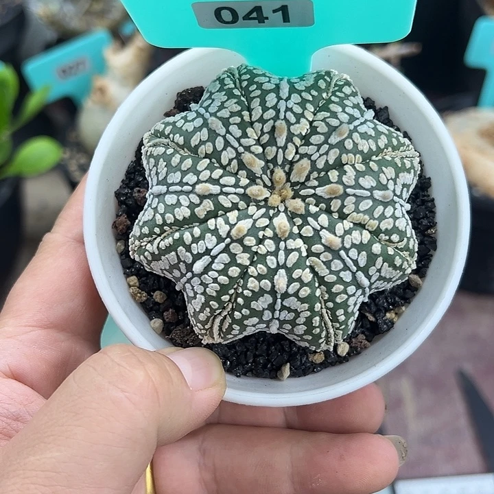 泰系实生海星兜多肉植物