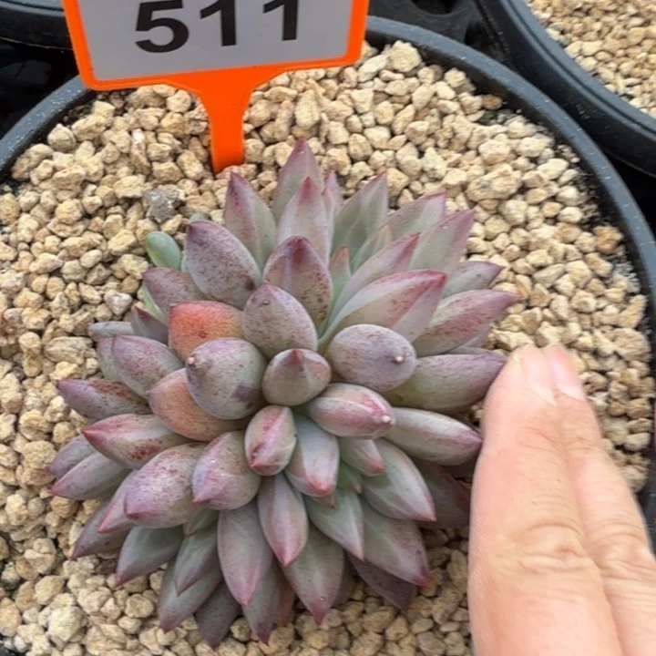 如***P虞美人一物一拍511