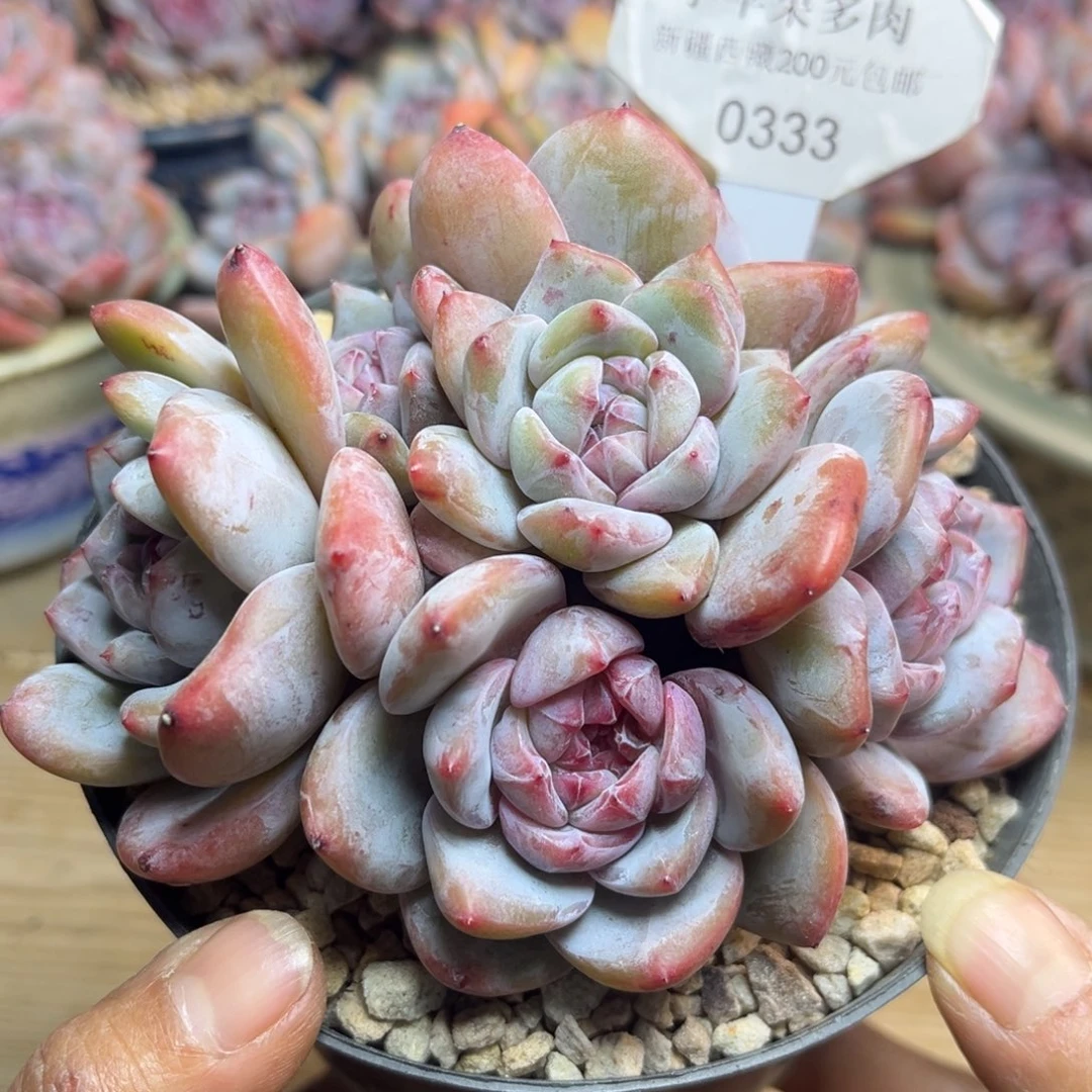 绿底紫心333/11cm6头