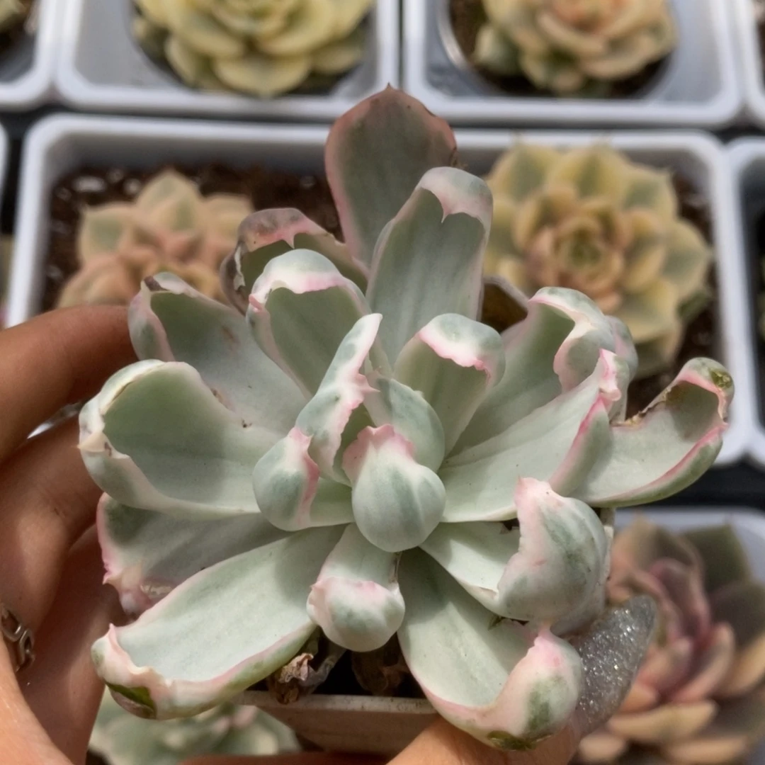 087伯克利锦锦锦锦锦锦