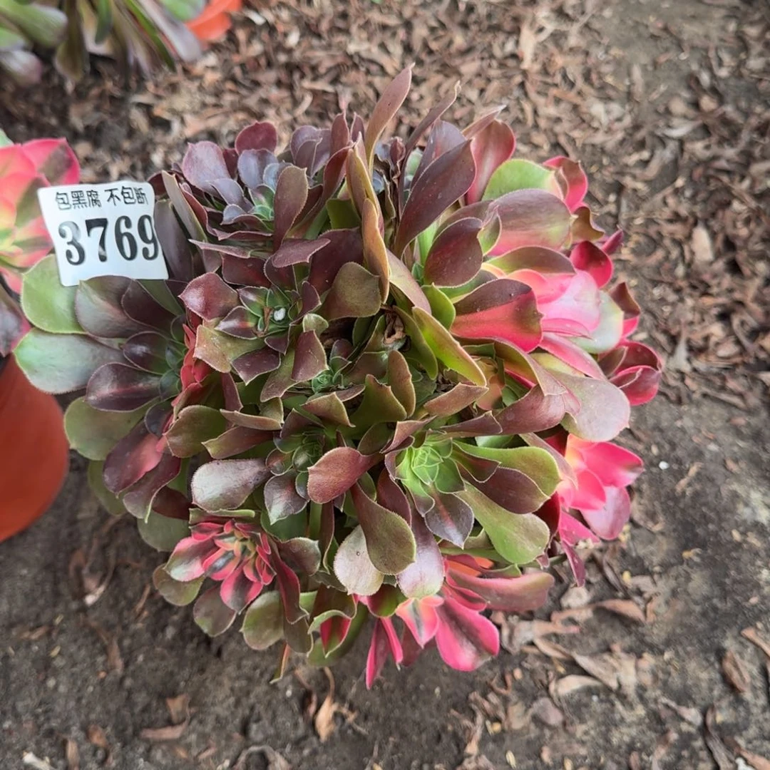 法师香妃花脸3769 19-27