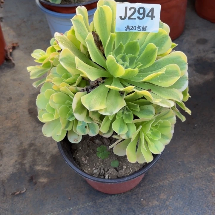 瑞妈多肉园艺294+