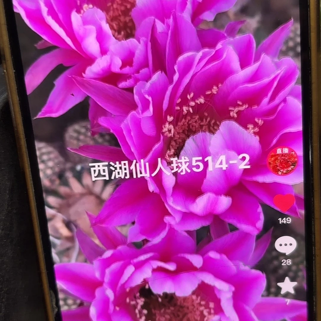 514-2彩侧牙20包邮57