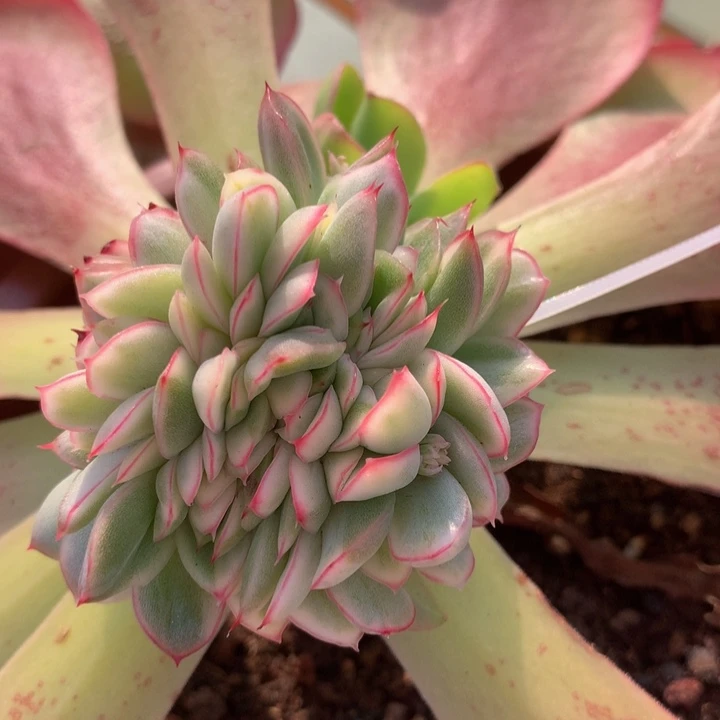 麦秆锦缀，一物一拍