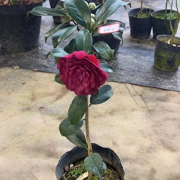 完全开放紫螺旋茶花