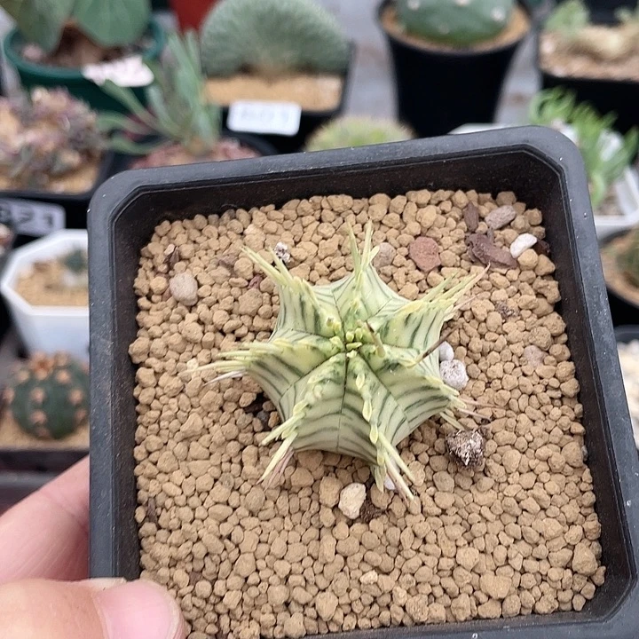 776斑马魁伟锦大戟