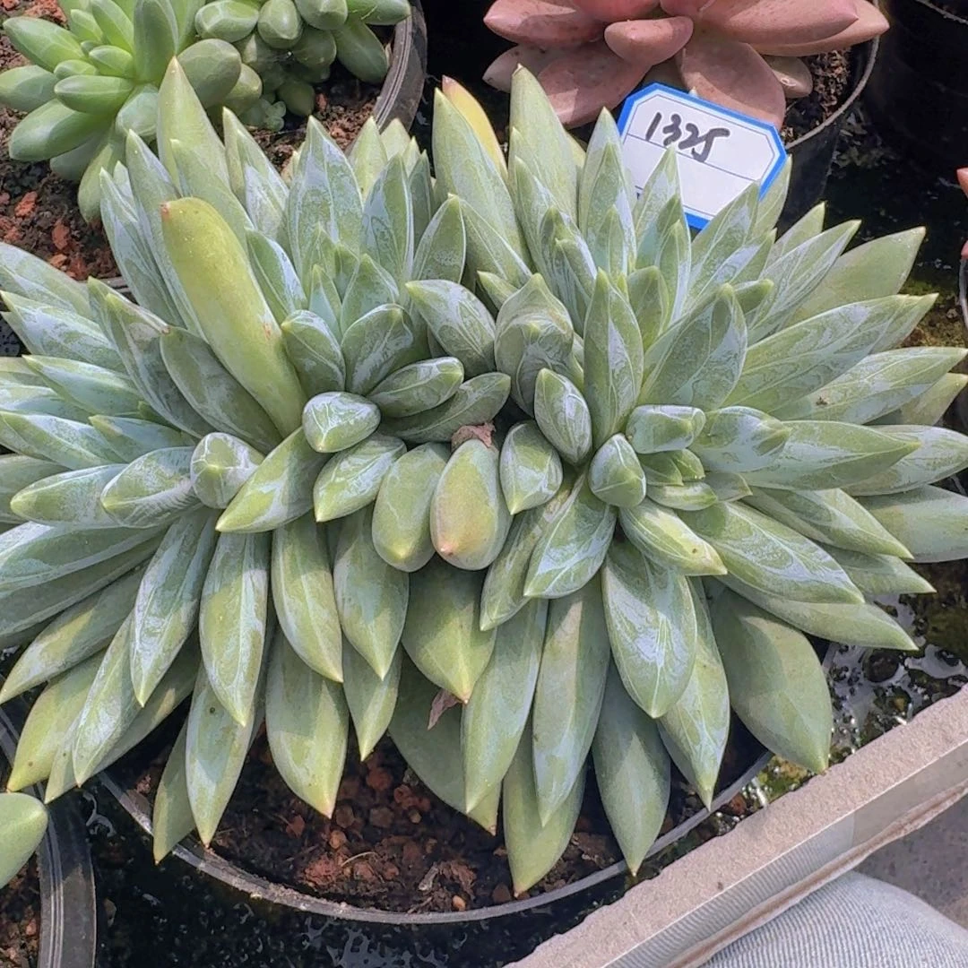 1325重楼凡艺多肉