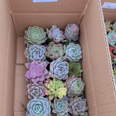 【闪购商品】388号莲花座18颗