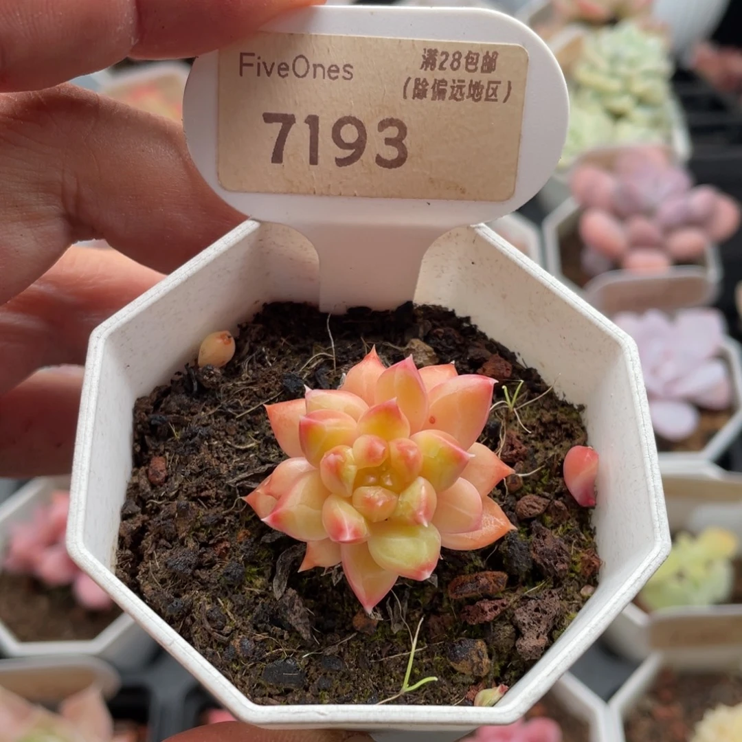 甲骨文7193-3.5厘米