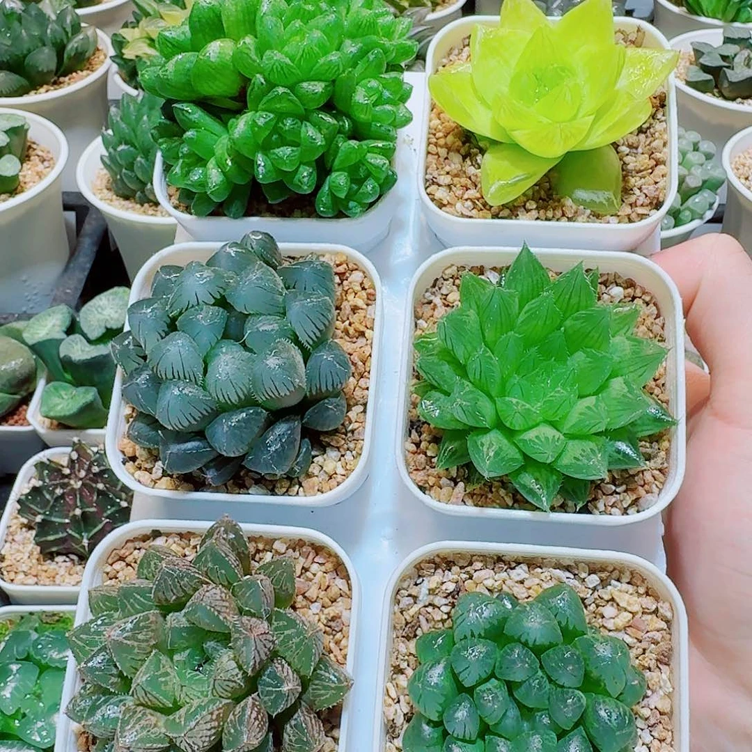 6颗玉露拼盘福利，16.8，6666