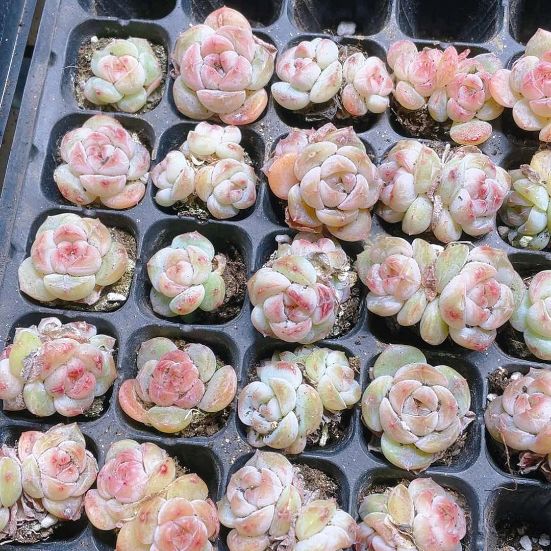 琉璃球不包整穴一个满25包邮