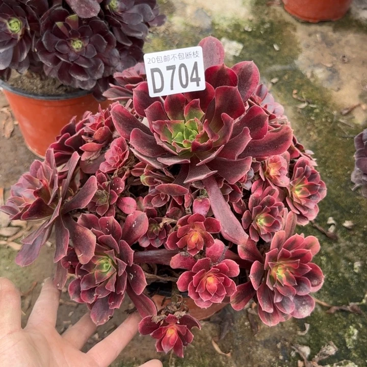 美杜……多肉植物……