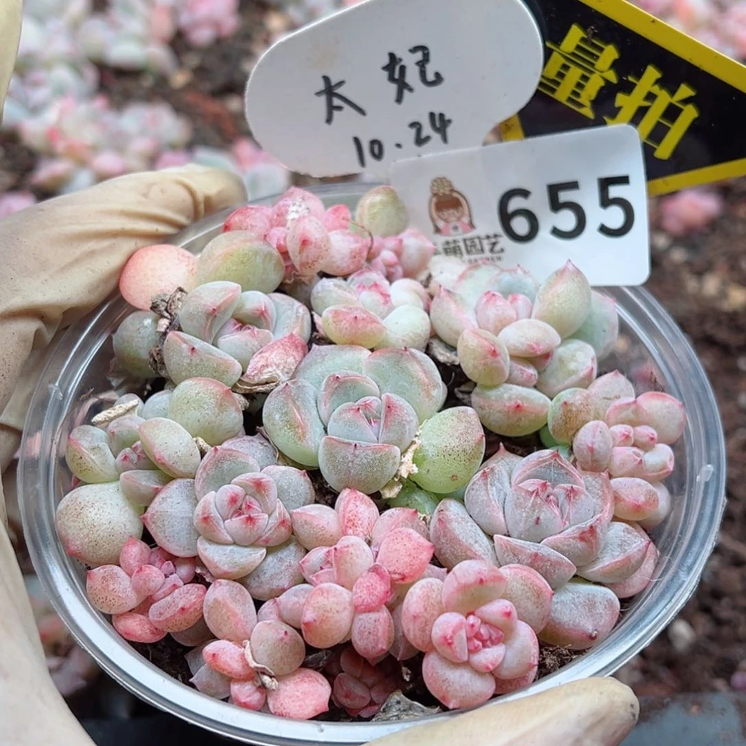 多肉植物多肉植物