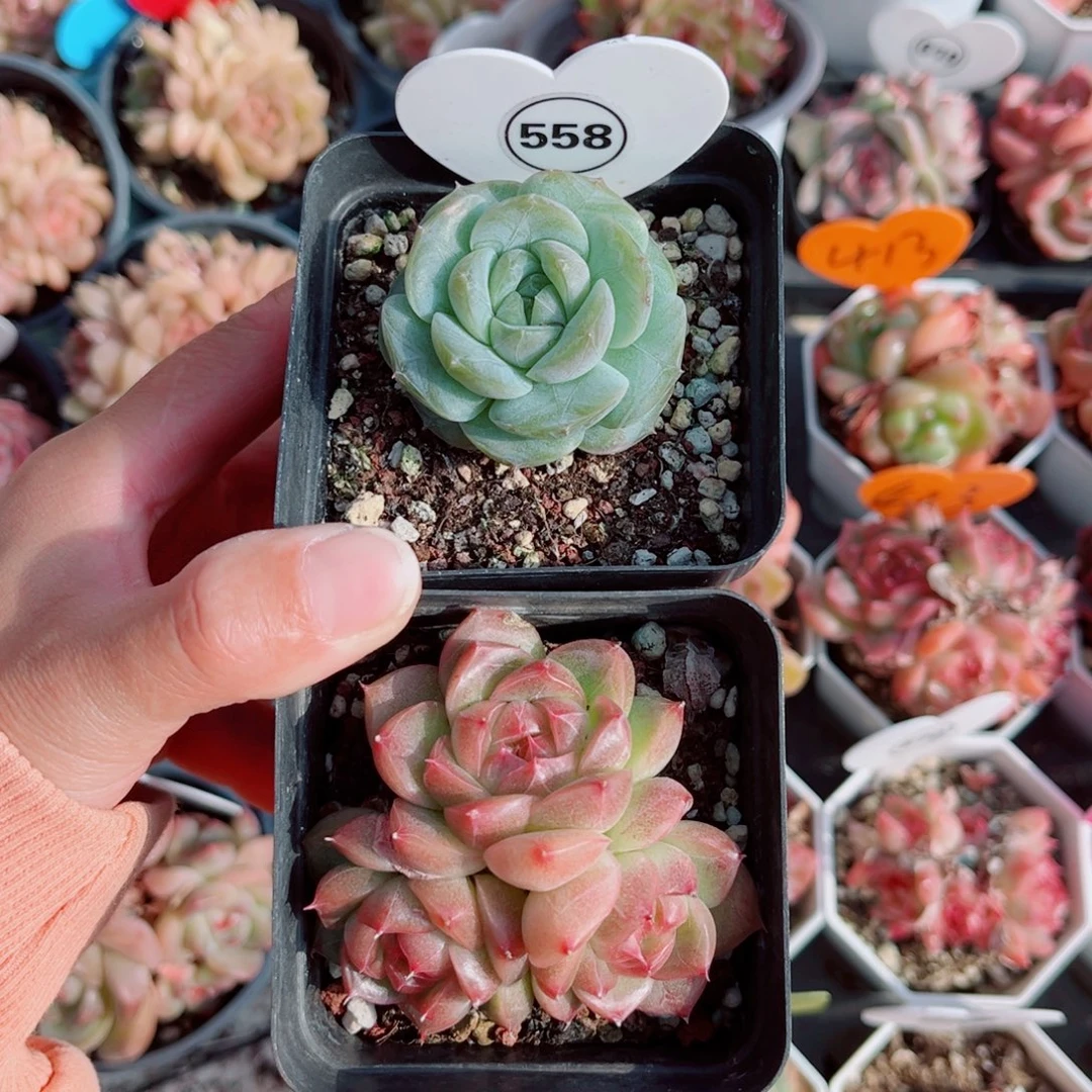可***泡558号小老桩珍妮单头