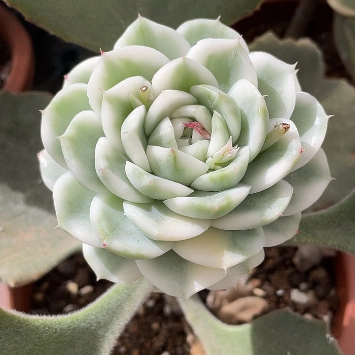 高瓷白麦秆锦一物一拍
