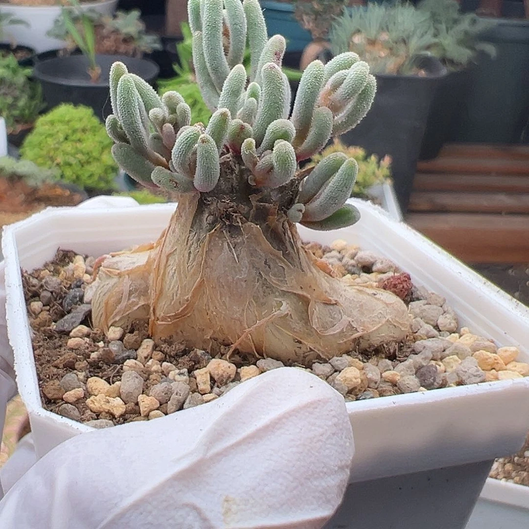 124号淡清霜11.3多肉