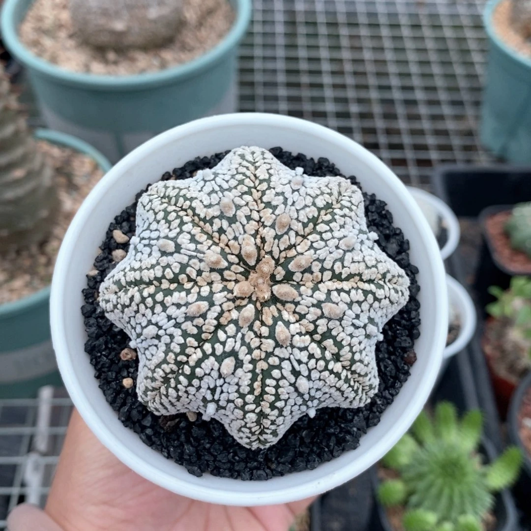 实生海星兜多肉植物