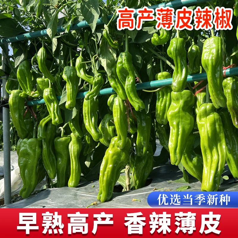 薄皮辣椒苗秧苗大果虎皮青椒苗微辣皱皮泡椒苗四季菜园盆栽南方种