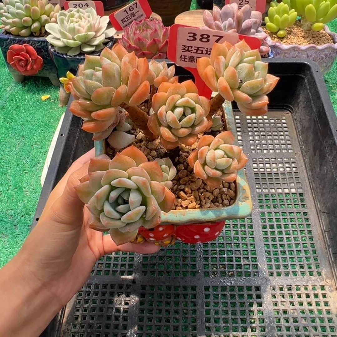 表妹精品多肉植物387