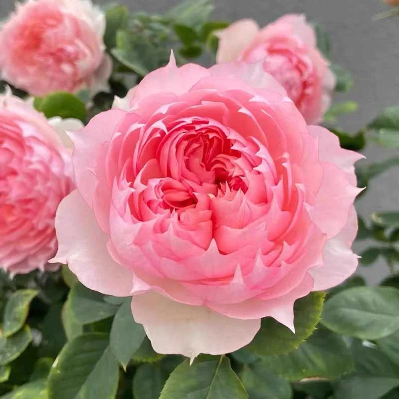 【莫妮卡戴维】粉色美人尖扦插灌木四季勤开花庭院阳台花卉玫瑰盆栽