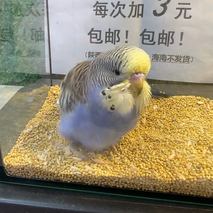 虎皮鹦鹉大头虎皮鹦鹉