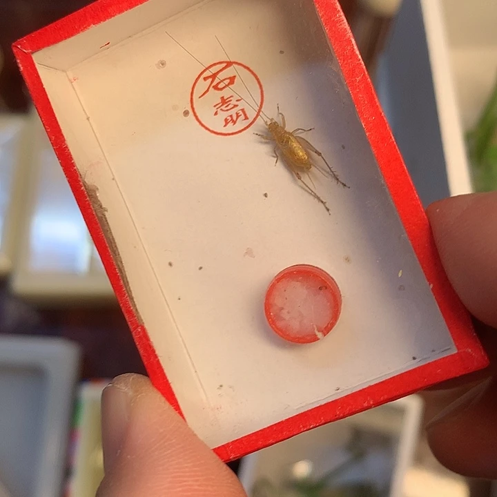 新到石志明短须大黄