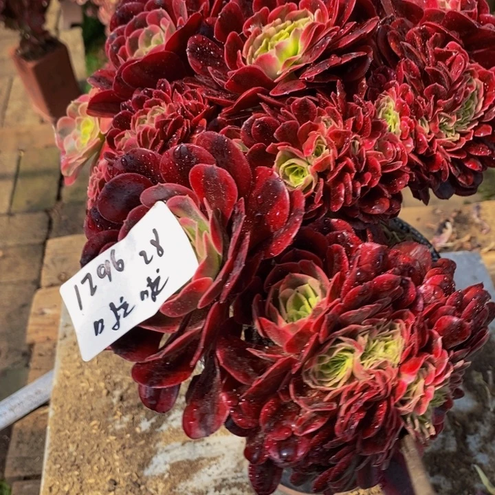 啦*啦美杜莎一颗多肉植物