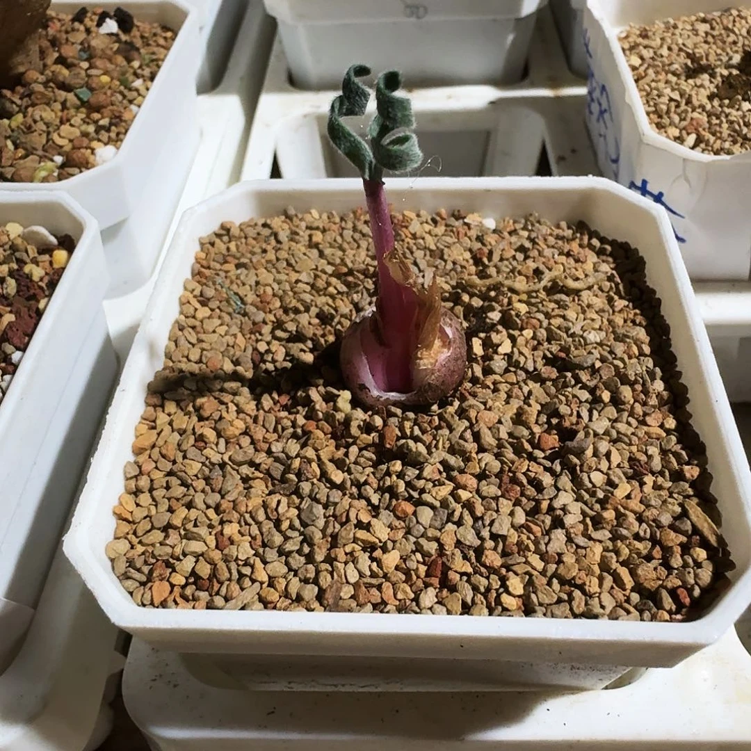 三***猪多肉植物宽透窗选拔紫罗兰风铃