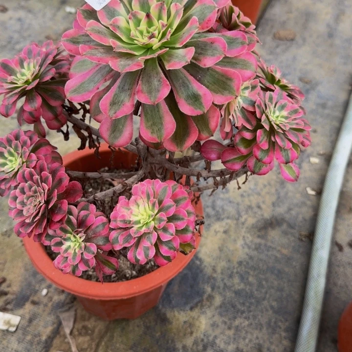 0000000000855红彤白妖桩