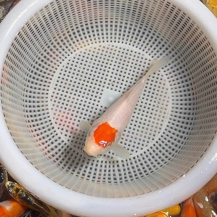 志***明海水鱼锦鲤的故事是