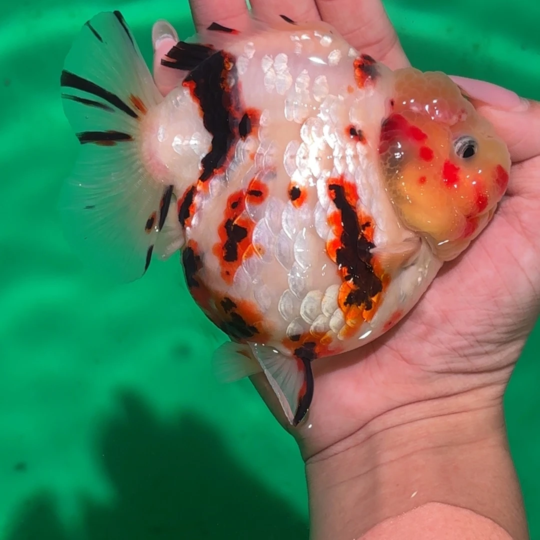 长***安海水鱼泰狮金鱼活体淡水观赏鱼