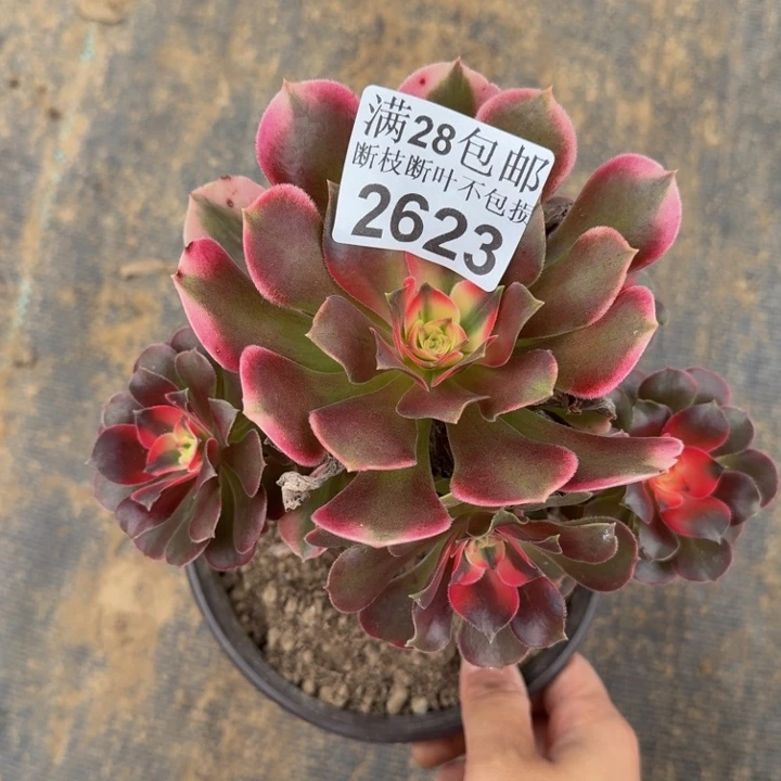 2623南香妃不包断枝