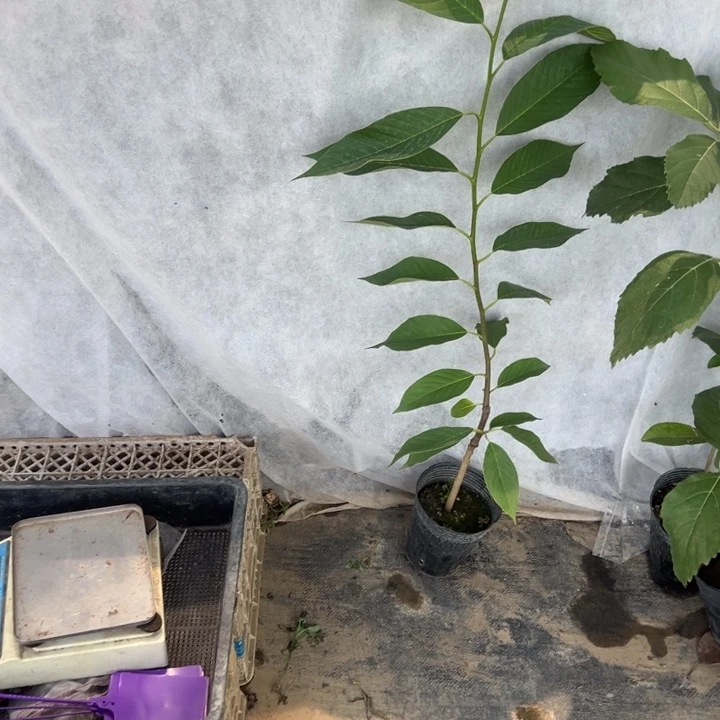 w***g天使256899988999999999