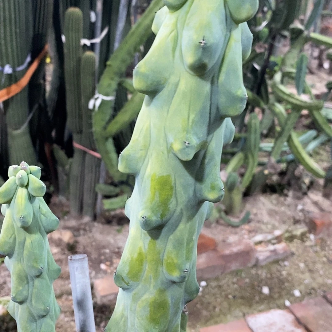 高度25公分左右。