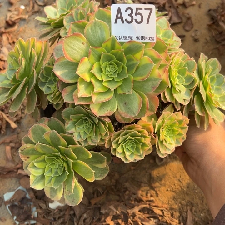 奶白多肉植物357.