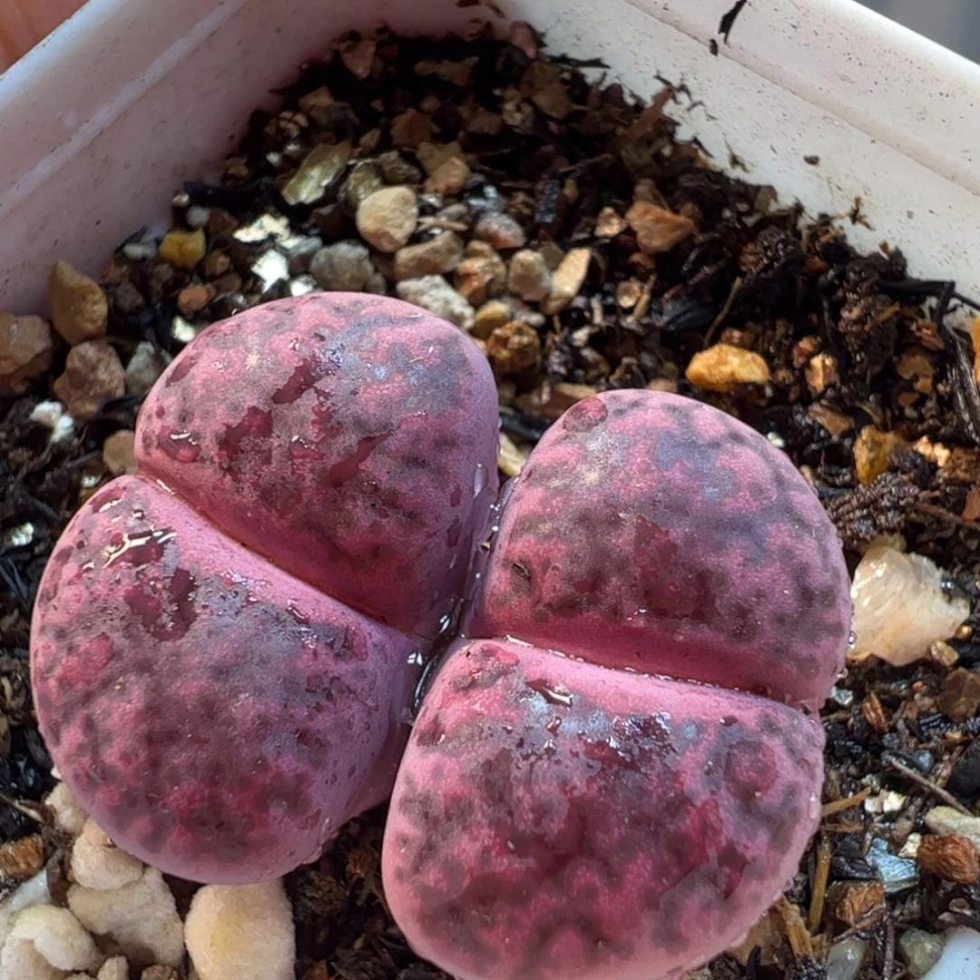509多肉植物百科