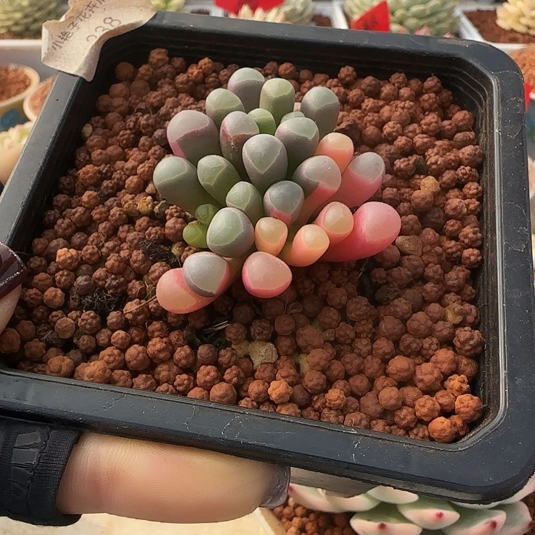 238五十玲玉锦多肉植物