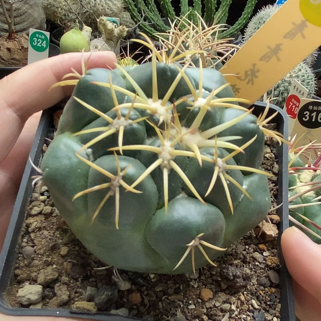 实生安宅象牙7.5cm