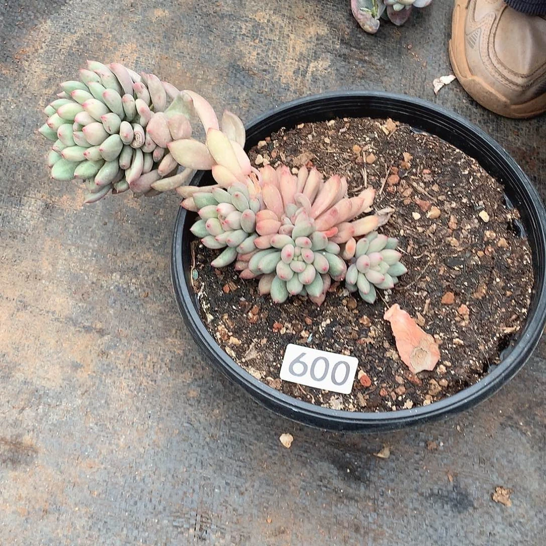 600 一物一拍多肉