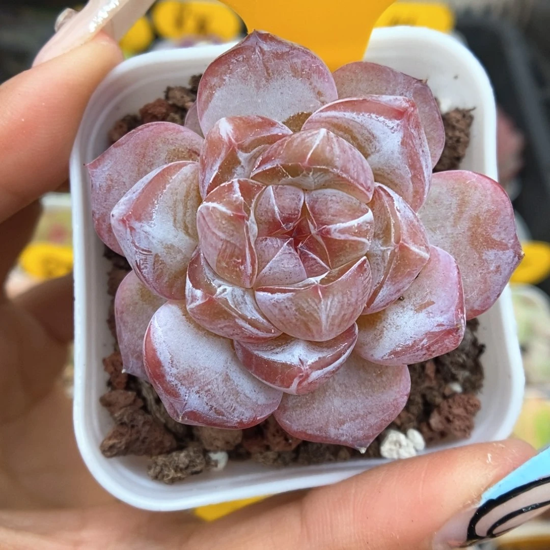 钻心珍妮可拍4755号。