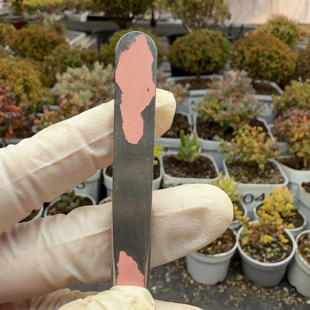 污***巴200蜜橘糖球枝干一物一拍