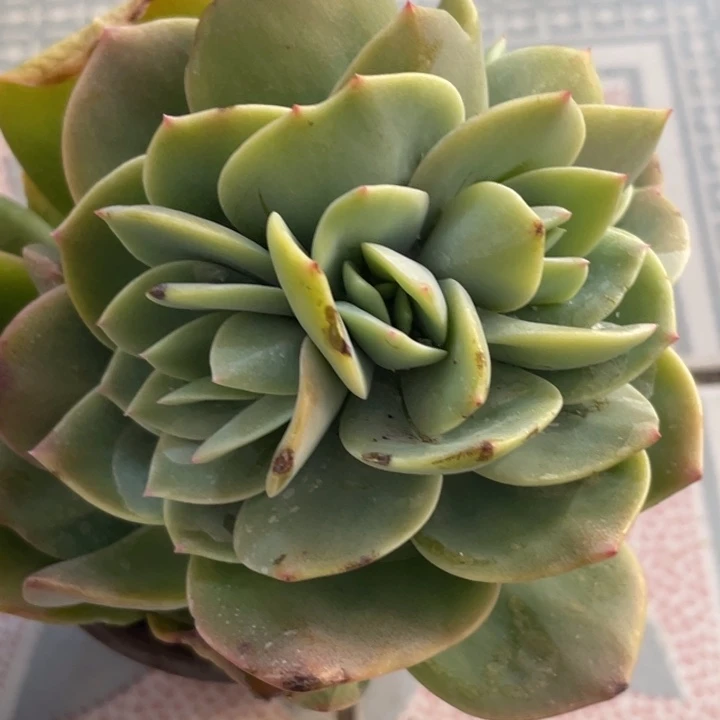 白凤缀多肉植物炖肉