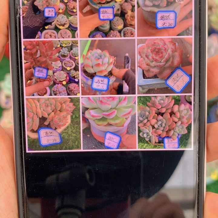 语***然嫣然     9带盆