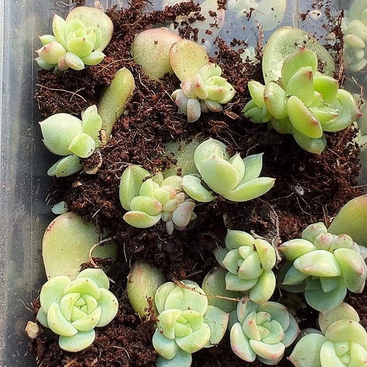 遥遥领先优选多肉植物12颗一盒