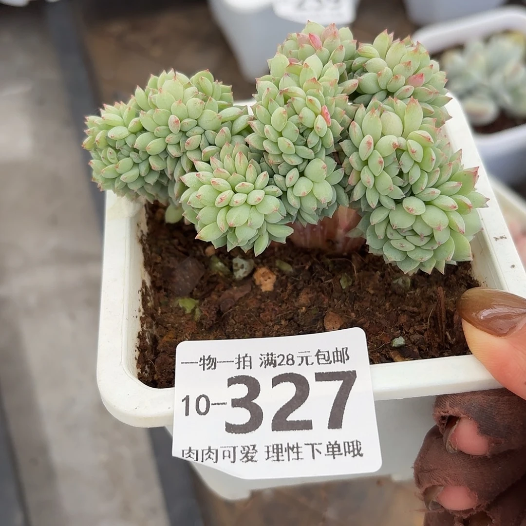 小粉梅缀化无盆土发货无盆