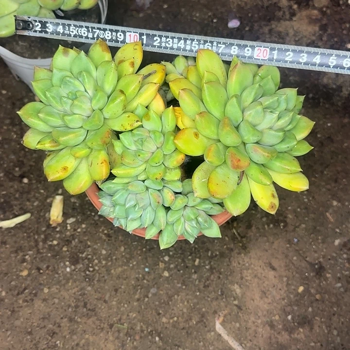 三***薇多肉植物一物一拍红象牙351